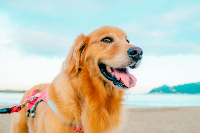 【大型犬用】ドッグフードおすすめランキング｜愛犬の健康と活力をサポート